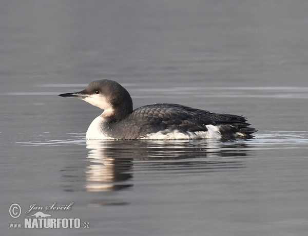 Black-throated Diver (Gavia arctica)