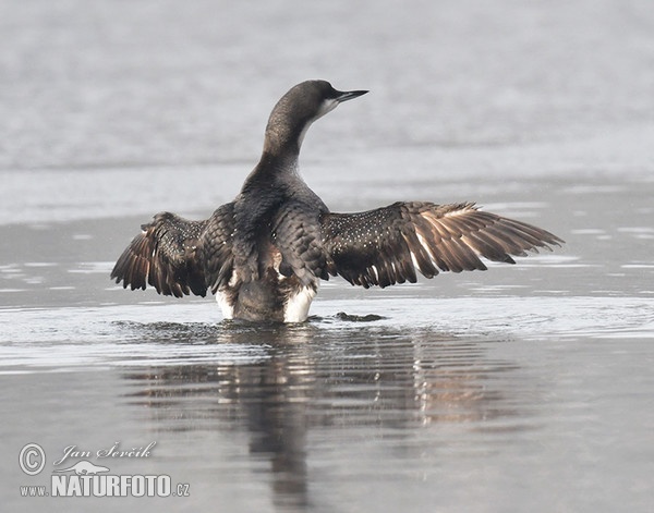 Black-throated Diver (Gavia arctica)