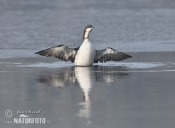 Black-throated Diver (Gavia arctica)