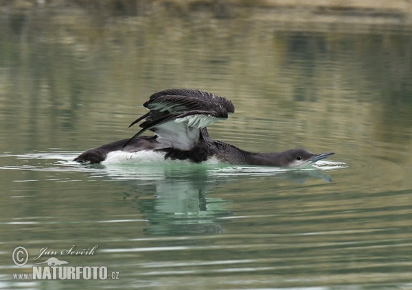 Black-throated Diver (Gavia arctica)