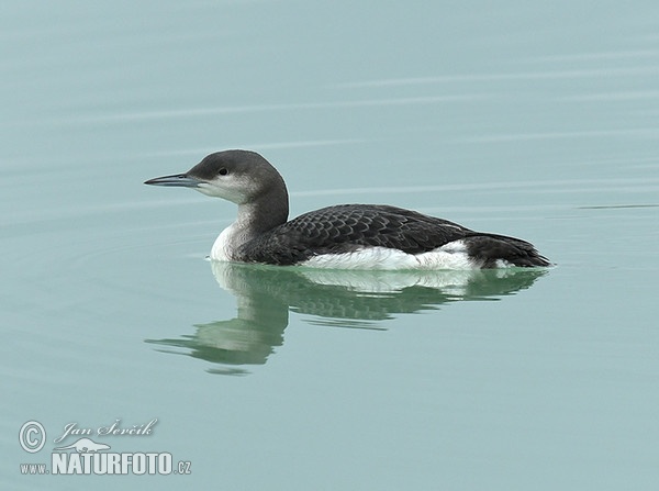 Black-throated Diver (Gavia arctica)