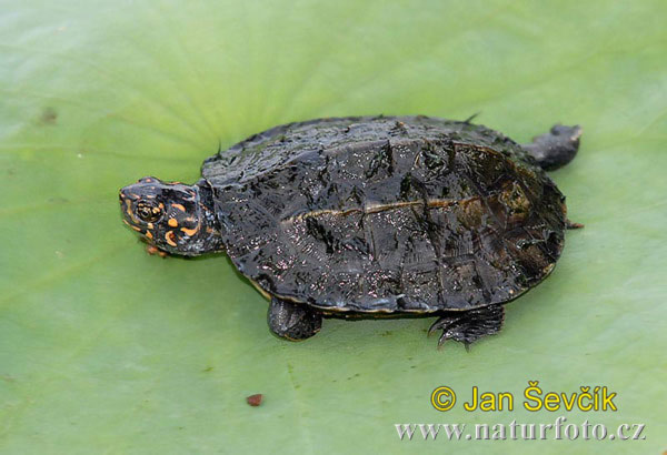 Black Turtle (Melanochelys trijuga)