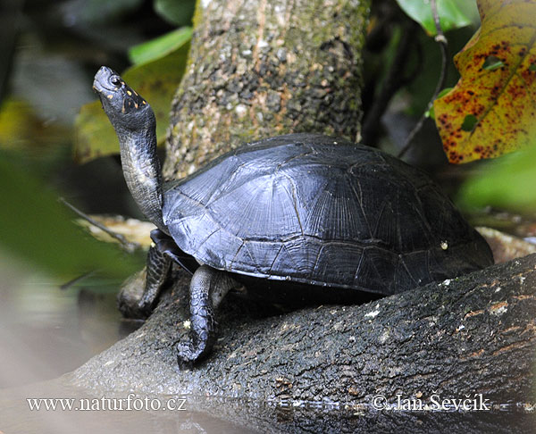Black Turtle (Melanochelys trijuga parkeri)