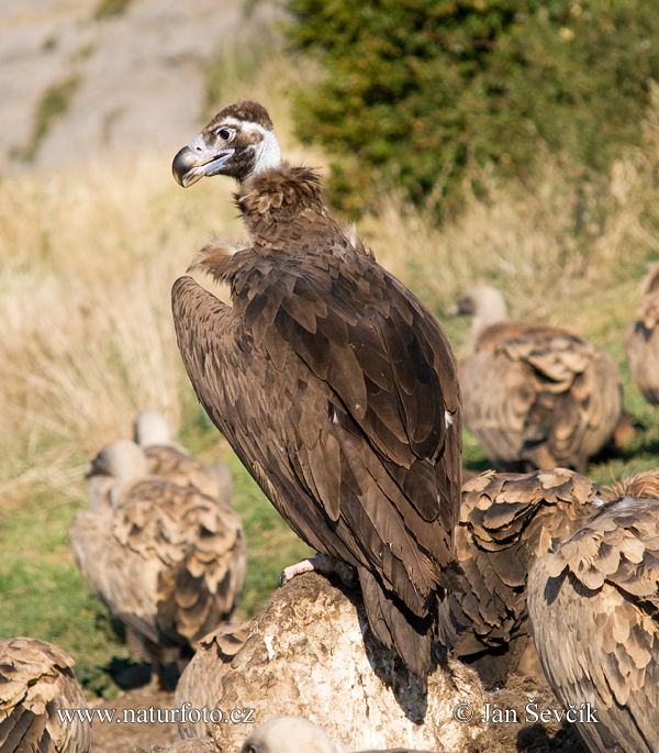 Black Vulture (Aegypius monachus)
