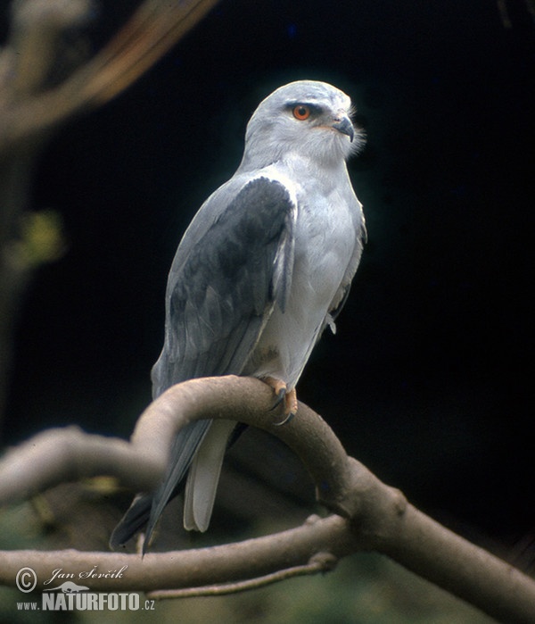 Black-winged kite (Elanus caeruleus)