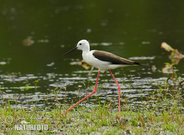 Black-winged Stilt (Himantopus himantopus)