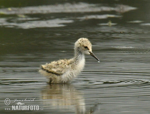 Black-winged Stilt (Himantopus himantopus)