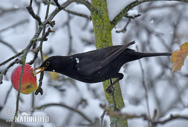 Blackbird (Turdus merula)