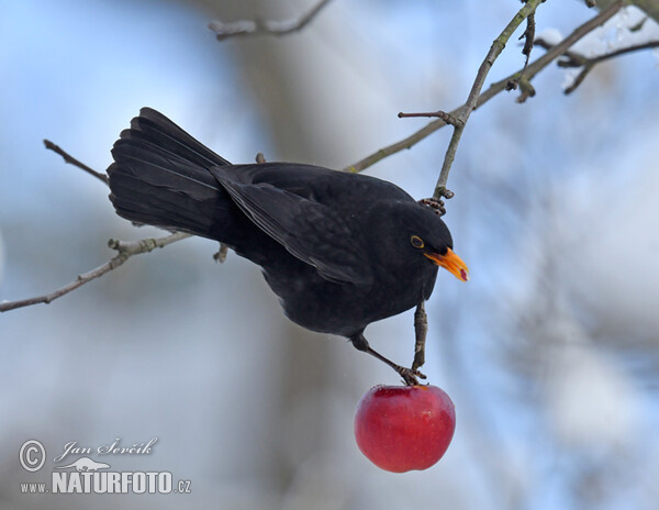 Blackbird (Turdus merula)