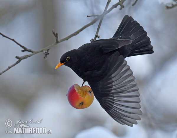 Blackbird (Turdus merula)