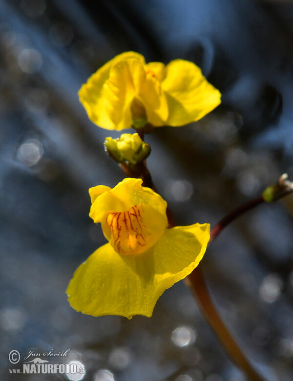 Bladderwort (Utricularia australis)