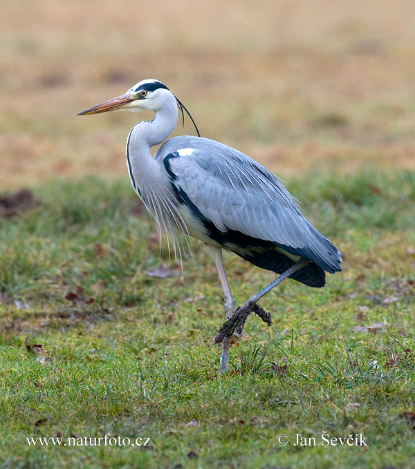 Blauwe reiger