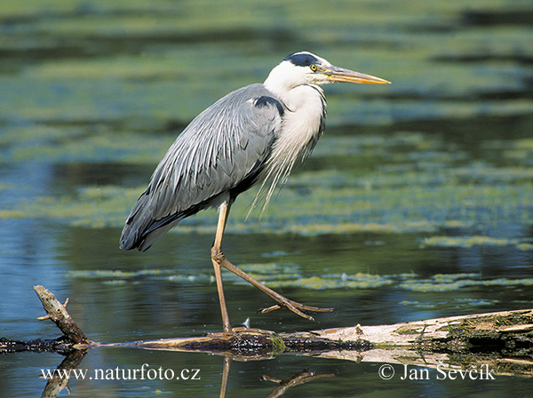 Blauwe reiger