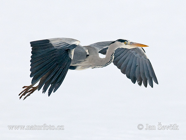 Blauwe reiger