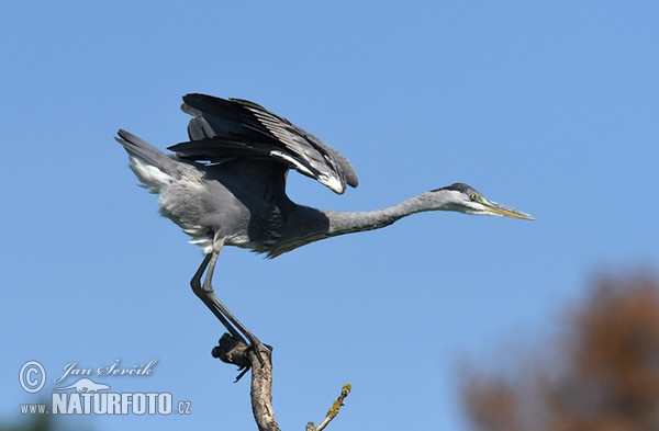 Blauwe reiger