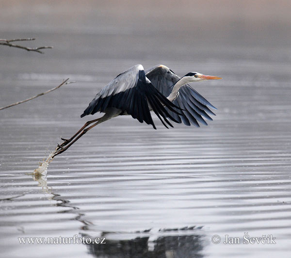 Blauwe reiger