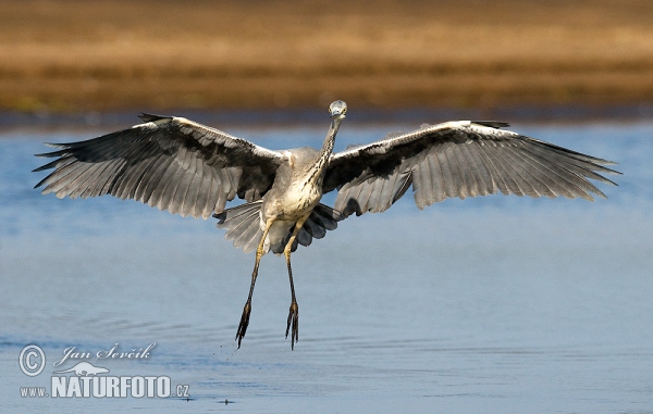 Blauwe reiger