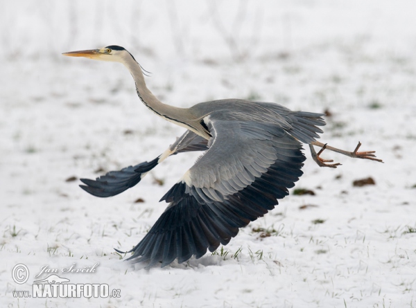 Blauwe reiger