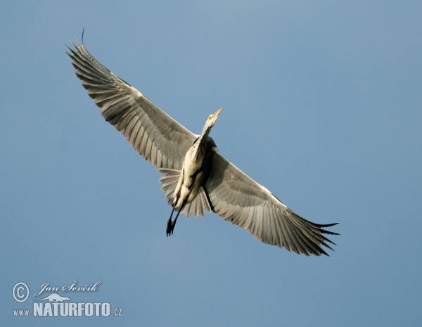 Blauwe reiger