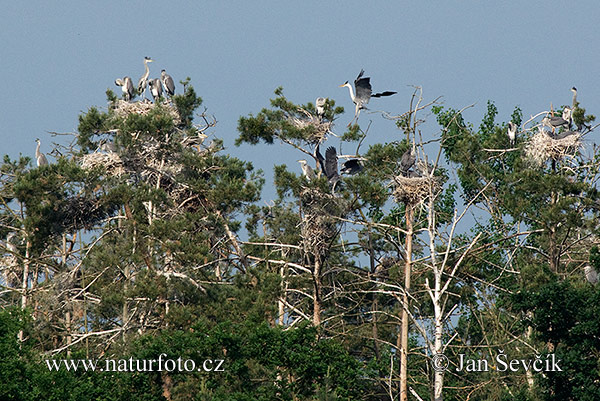 Blauwe reiger