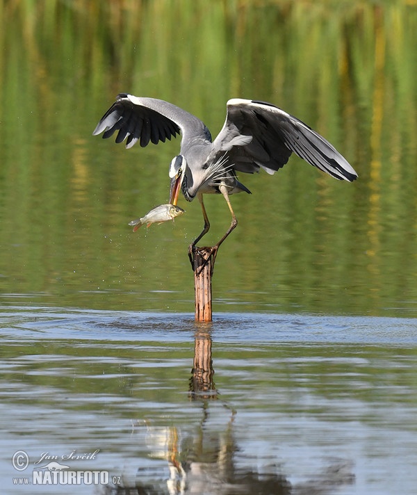 Blauwe reiger