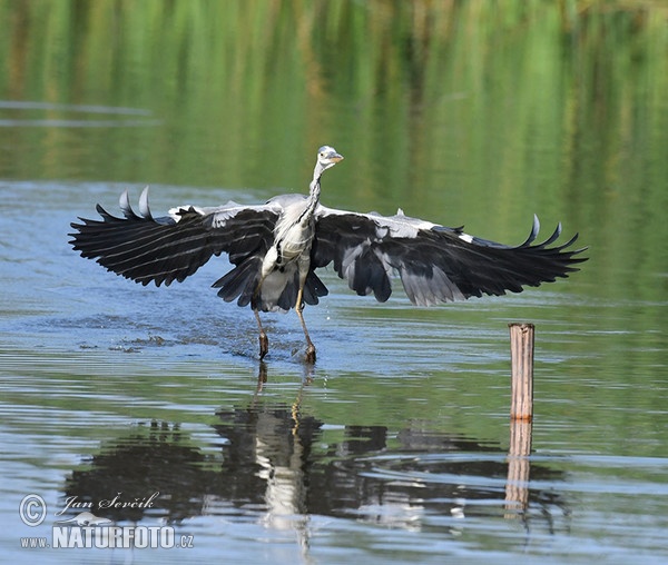 Blauwe reiger