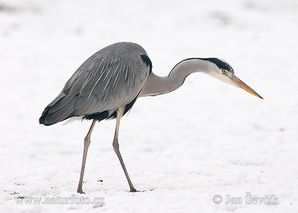 Blauwe reiger