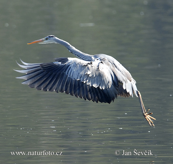 Blauwe reiger