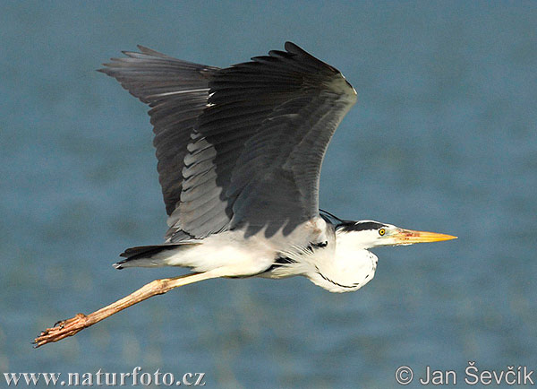 Blauwe reiger