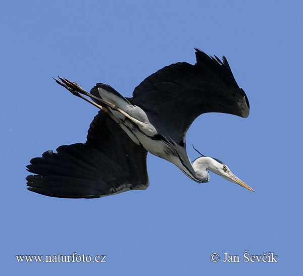 Blauwe reiger