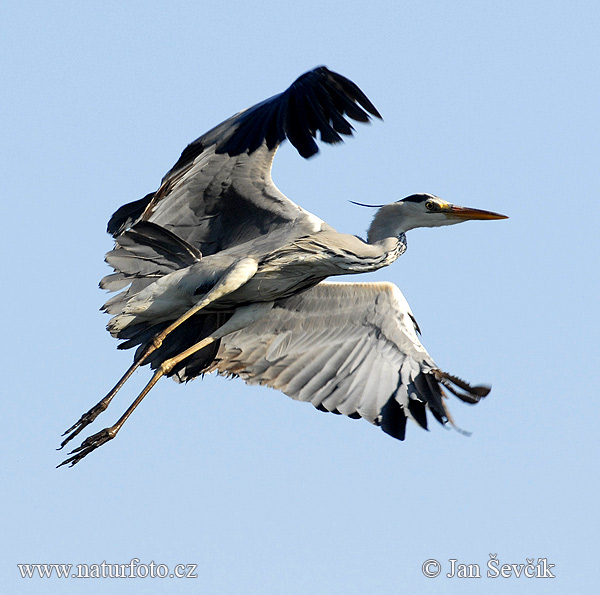 Blauwe reiger