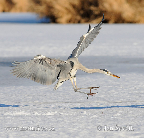 Blauwe reiger