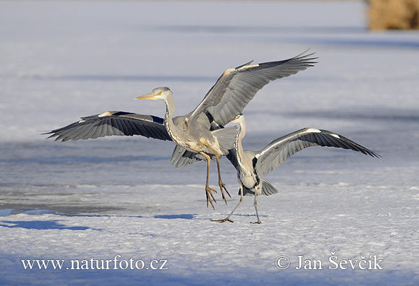 Blauwe reiger