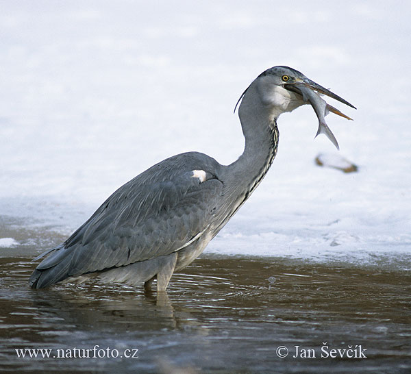 Blauwe reiger