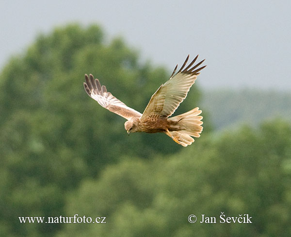 Błotniak stawowy