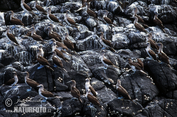 Blue-footed Booby (Sula nebouxii)