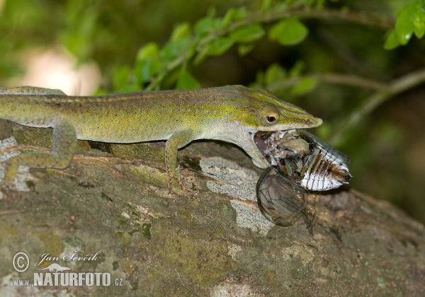 Blue headed Anole (Anolis allisoni)