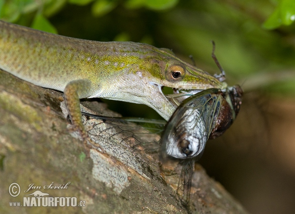 Blue headed Anole (Anolis allisoni)