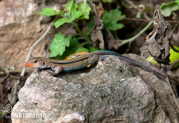 Blue-tailed Lizard (Ameiva auberi)