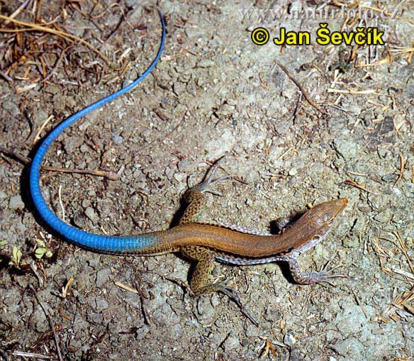 Blue-tailed Lizard (Ameiva auberi)