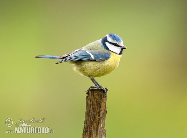 Blue Tit (Cyanistes caeruleus)