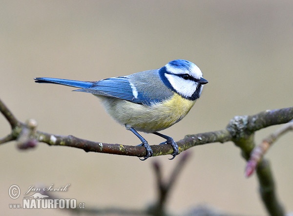 Blue Tit (Cyanistes caeruleus)