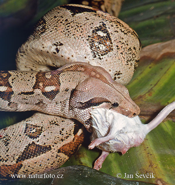 Boa constrictor