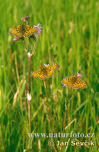 Boloria selene