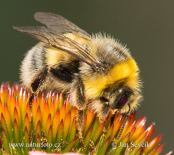 Bombus lucorum