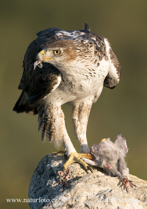Bonelli´s Aegle (Aquila fasciata)