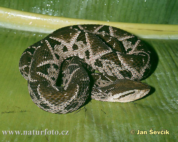 Bothrops asper