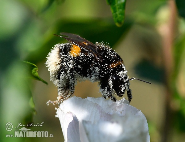 Bourdon terrestre