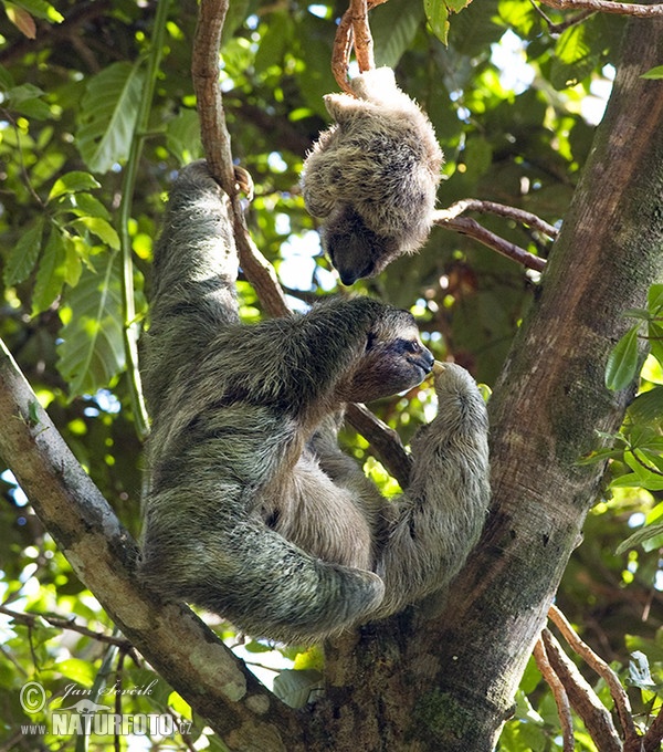 Bradypus Variegatus Pictures Brown Throated Three Toed Sloth Images Nature Wildlife Photos