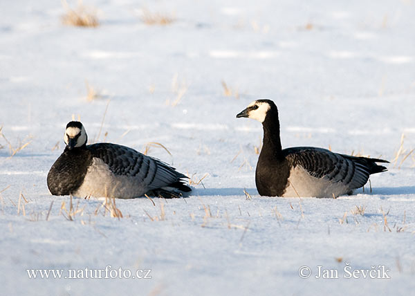 Branta leucopsis